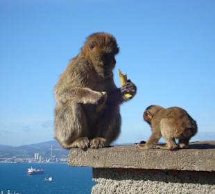 Am Affenfelsen Gibraltar