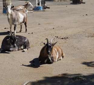 Zoo Arche Noah Grömitz