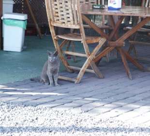 Graue Katze auf grauem Lava