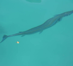 Barracuda in der Marina