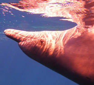 Schnorchelgebiet am Roten meer.