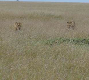 Masai Mara