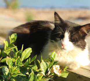 Anhängliche Hauskatze!