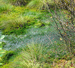 Das Moor neben dem Wanderweg
