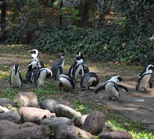 Zoo