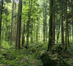 Märchenwald bei Ruhpolding