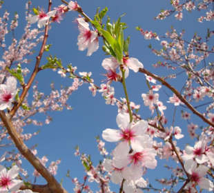Frühlingsblüte in Weinstadt-Grossheppach