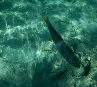 Riff am Makadi Palace