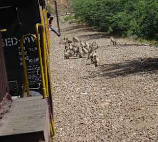 Affen versuchen den Zug zu entern