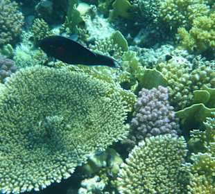 Schnorcheln Makadi Bay