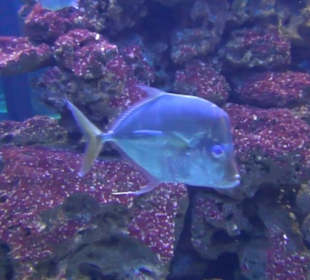 Meeresmuseum Stralsund