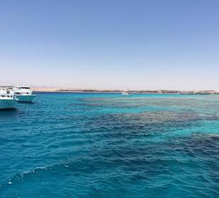 Mittagspause am Riff