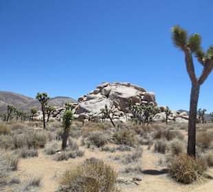 Joshua Tree National Park