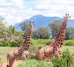Geführte Touren Marco Polo Tours & Safaris Diani Beach