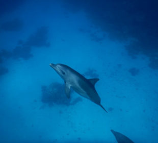 Schnorcheln mit Delfinen