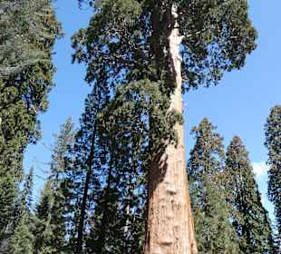 Sentinel Tree am Visitor-Center