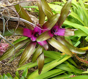 In Pregetter's Orchideengarten