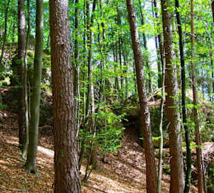 Wanderung zum Bärenfels