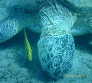 Schildkröte bei Abbu Dabbab