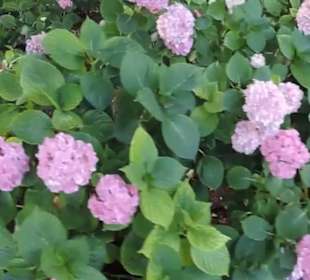 Real Jardín Botánico de Madrid