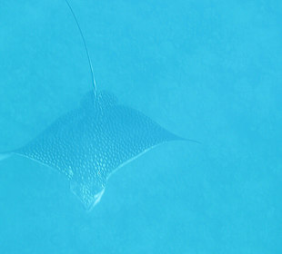 Adlerrochen am Hausriff