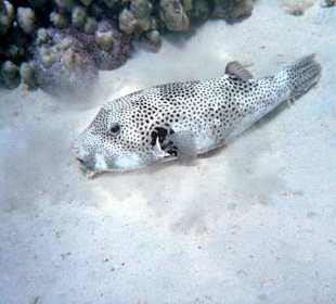Riesenkugelfisch auf weißem Korallensand
