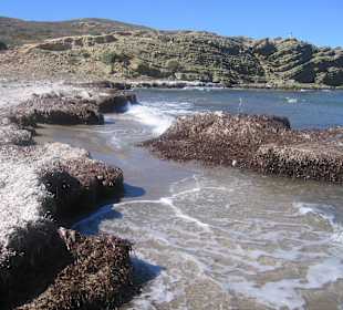 Prasonissi