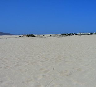 Sand dunes beach