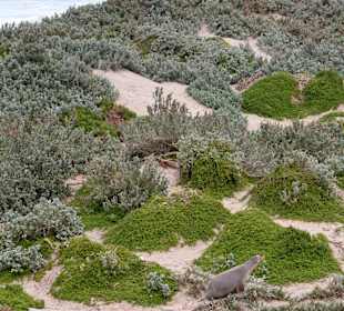 Seal Bay auf Kangaroo Island
