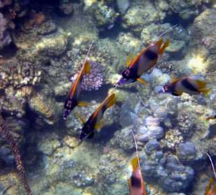 Wir kommen wieder, aber nur noch im Winter