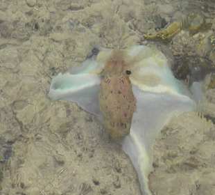 "Tintenfisch" direkt in Stegnähe