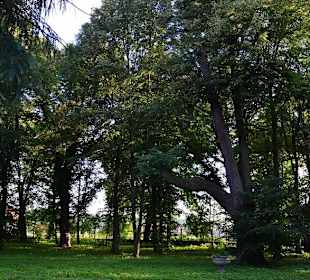 Park dworski