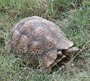 Leopardenschildkröte