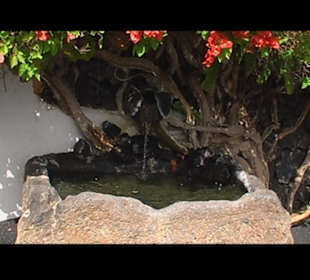 Kakteen so weit man sehen kann