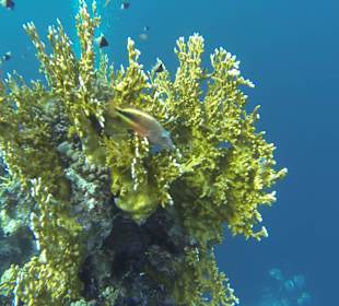 Korallenwächter mit Koralle