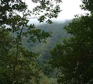 Cubo de la Galga-Wanderung durch den Lorbeerwald