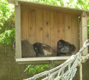 Klammeraffen