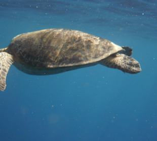 Grüne Meeresschildkröte 