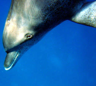 Delfin