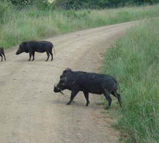 Und noch mal die Warzenschweine
