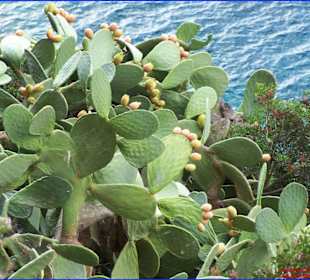 Kakteen vor der Höhle