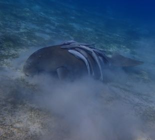 Schnorcheln Marsa Alam