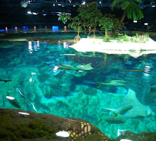 Ocean Park Hong Kong