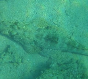 Teppichkrokodilfisch