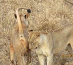 Löwen beim Beschnuppern