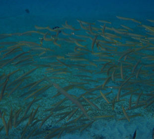 Gelbflossen-Barrakuda