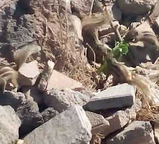 Promenade Caleta de Fuste in Caleta de Fuste