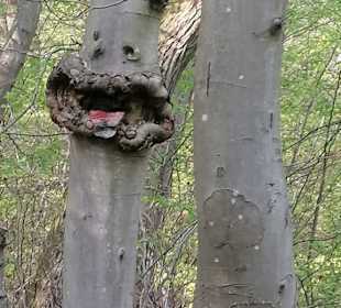 Links und rechts des Förstersteig