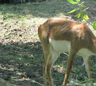 В зоопарке Бали