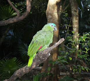 Vogelpark in Playacar